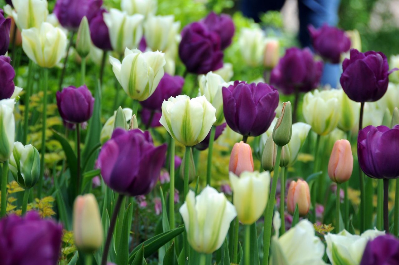 worldcolors tulip